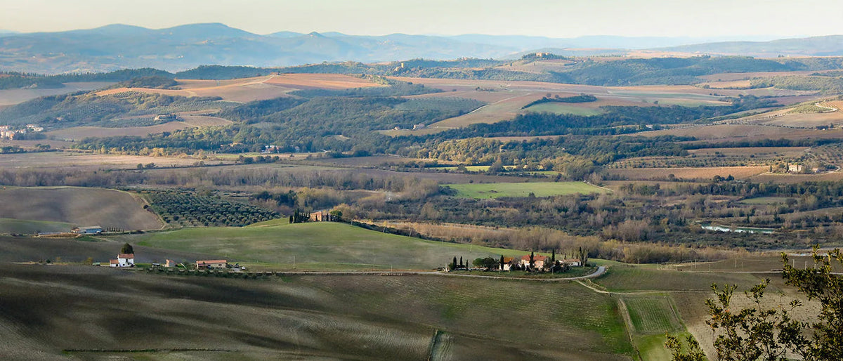Panoramic view of farmland, and olive groves in southern Tuscany.