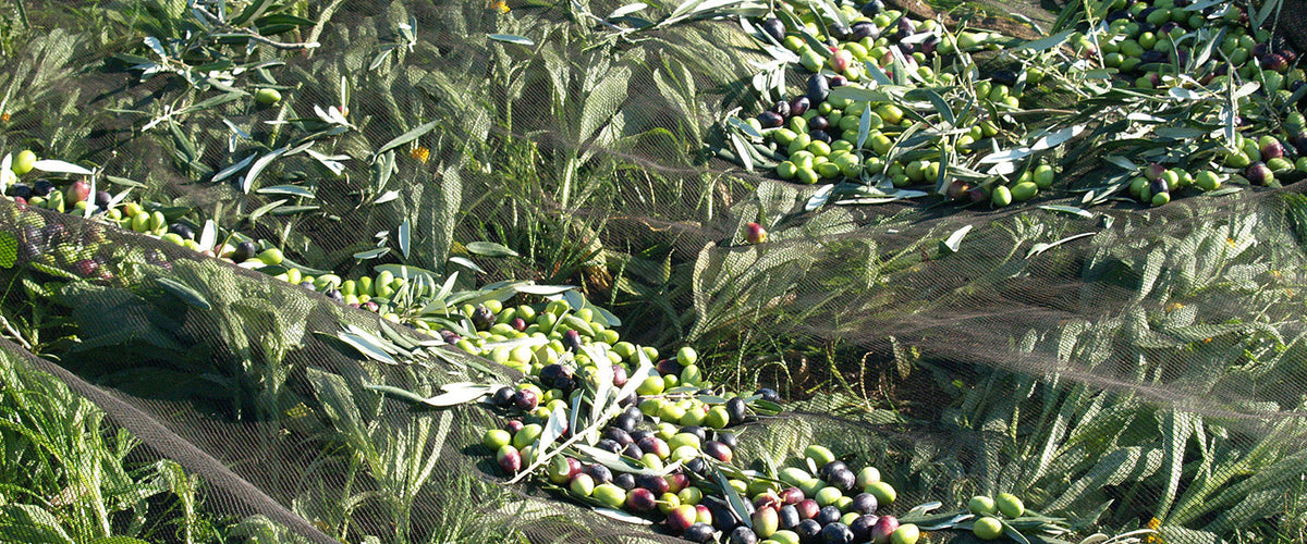 Freshly harvested green and purple olives with leafy branches.