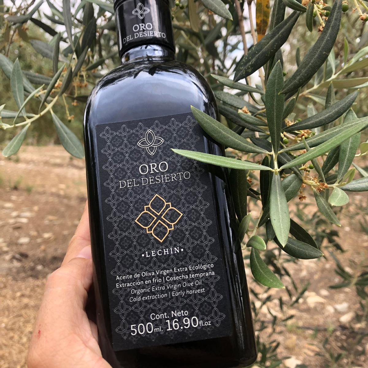 Holding a 500 ml Oro del Desierto Organic Lechín olive oil bottle among olive tree branches.