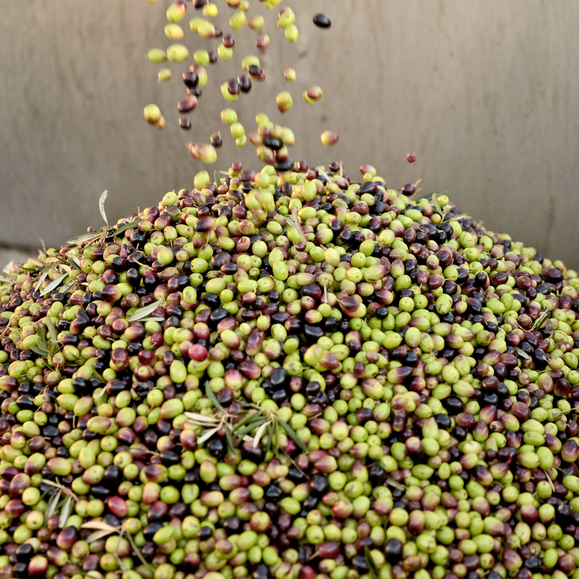 Fresh green and purple olives falling onto a large pile after harvesting.