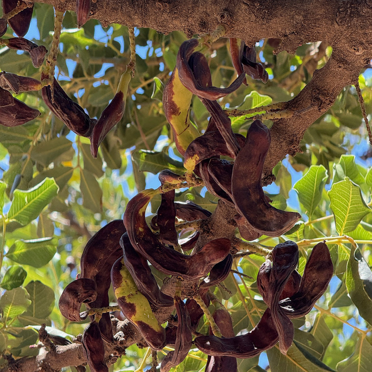 Ripe, dark brown carob pods hanging from the branches of a leafy carob tree.
