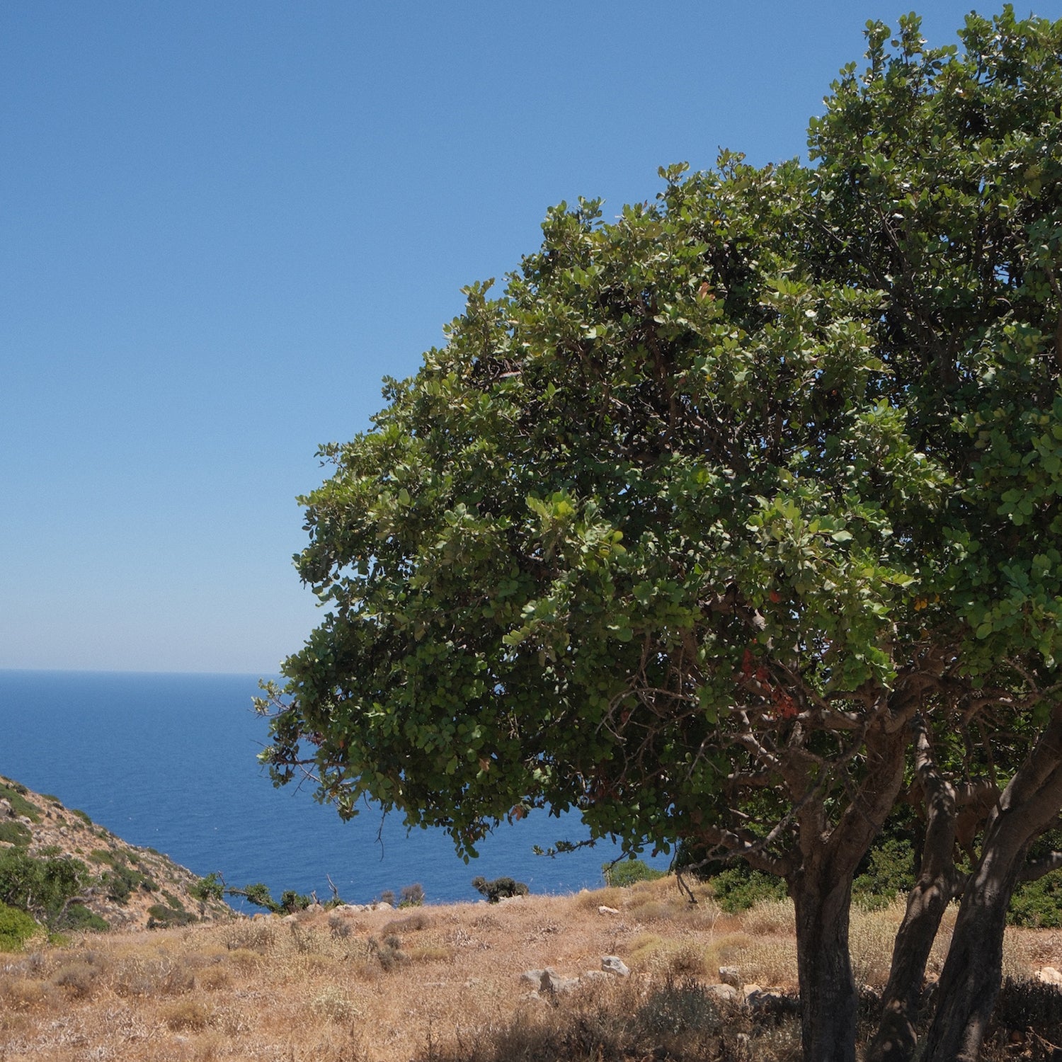 Mature carob tree overlooking the blue Cretan Sea.