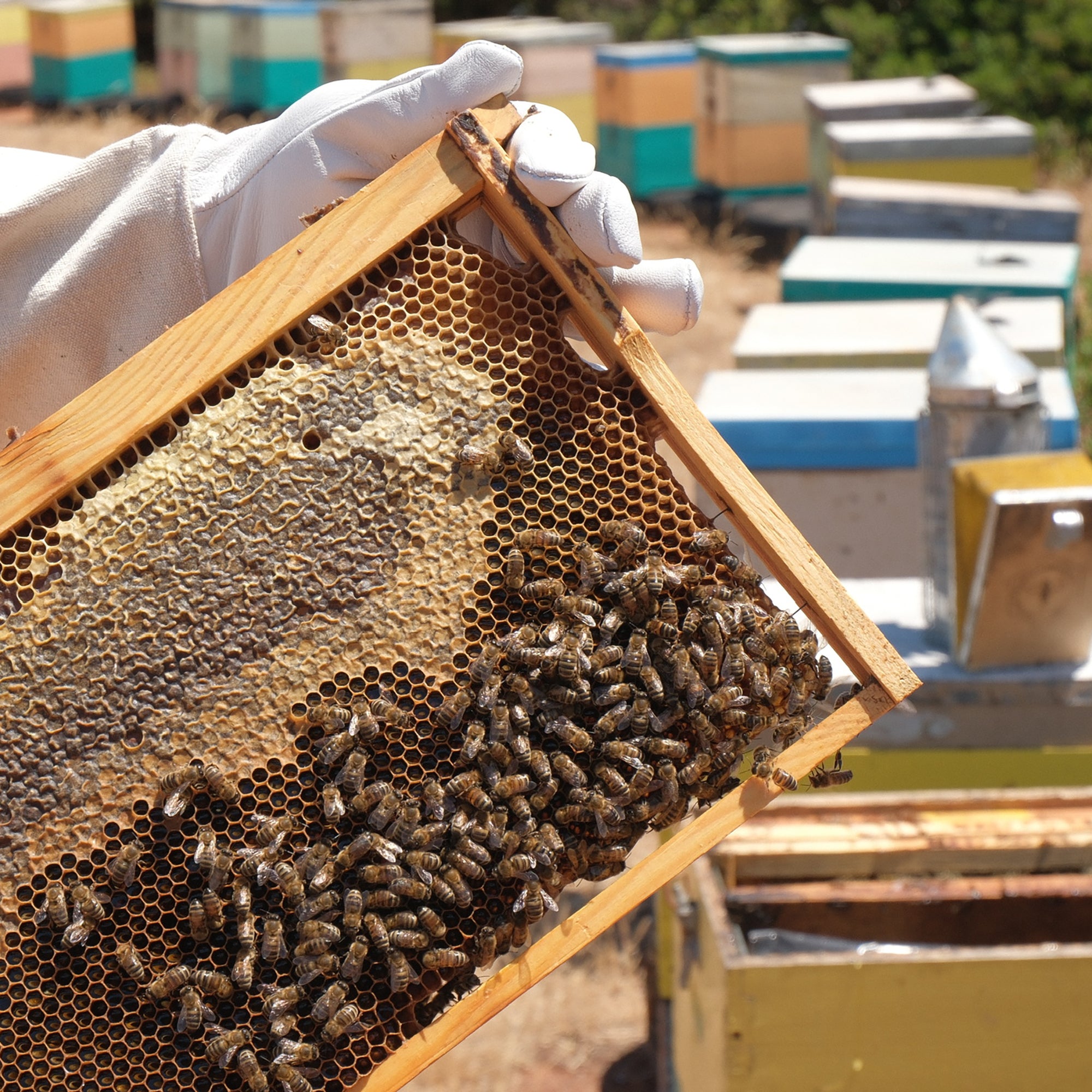 Beekeeper holding a honeycomb frame covered with bees.