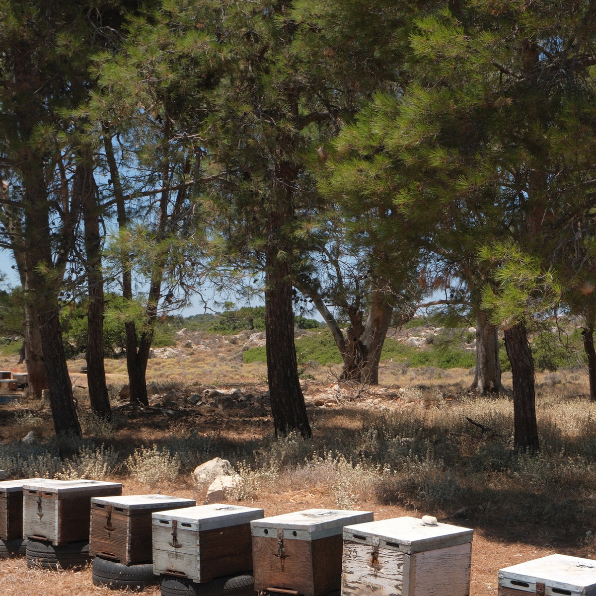 Beehives beneath pine trees in the Cretan countryside.
