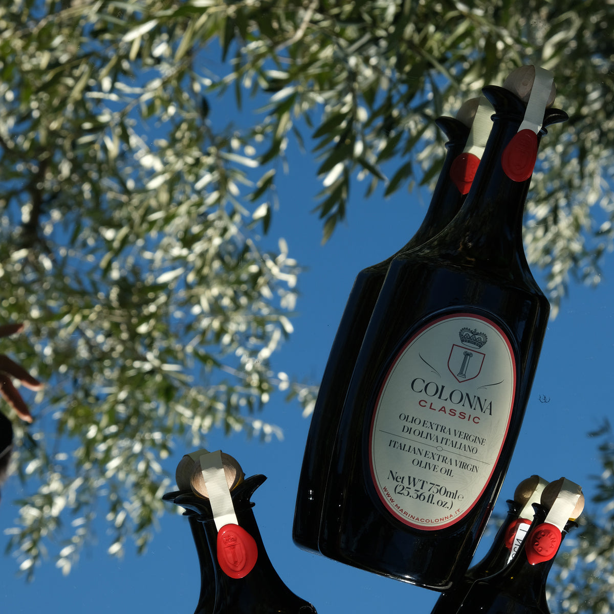 Colonna Classic 750 ml bottles beneath sunlit olive branches.