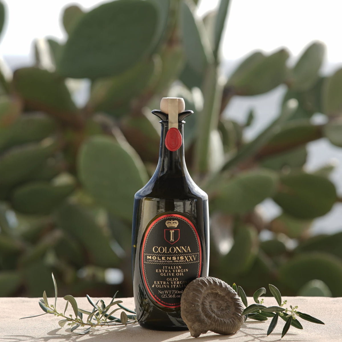 750 ml bottle of Colonna Molensis XXV with olive branches, fossil shell, and cactus plants.
