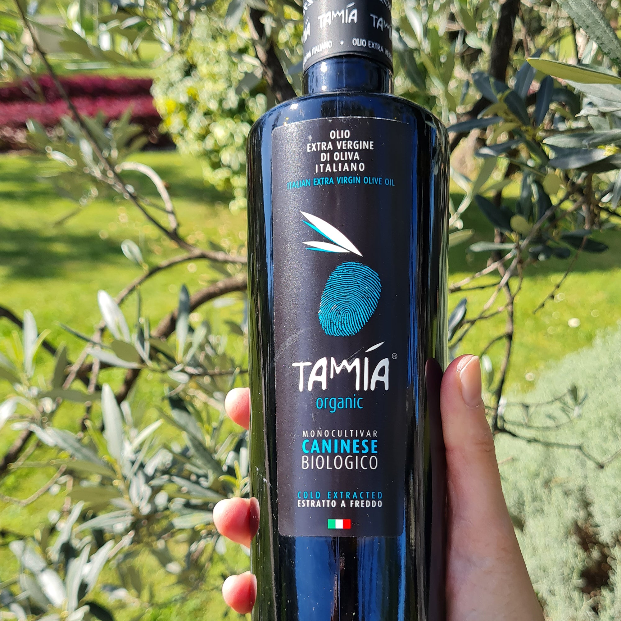 Holding Tamia Caninese Organic 500 ml olive oil bottle among olive tree branches.