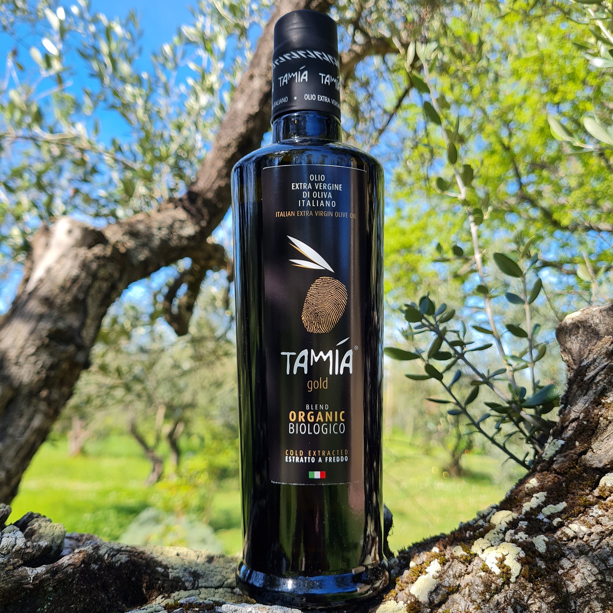 Tamia Gold Organic 500 ml olive oil bottle among olive tree branches in Lazio.
