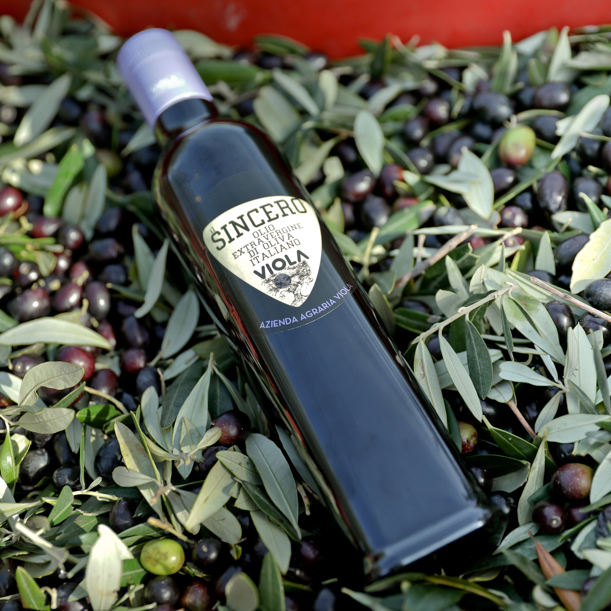 Viola Il Sincero extra virgin olive oil bottle among freshly harvested olives.