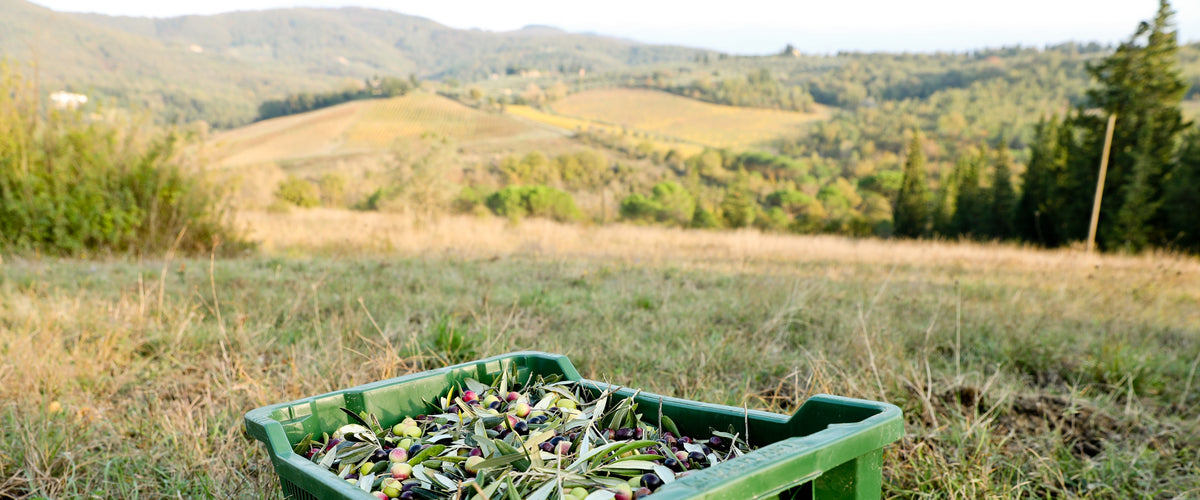 Freshly harvested olives near an olive grove in Italy.