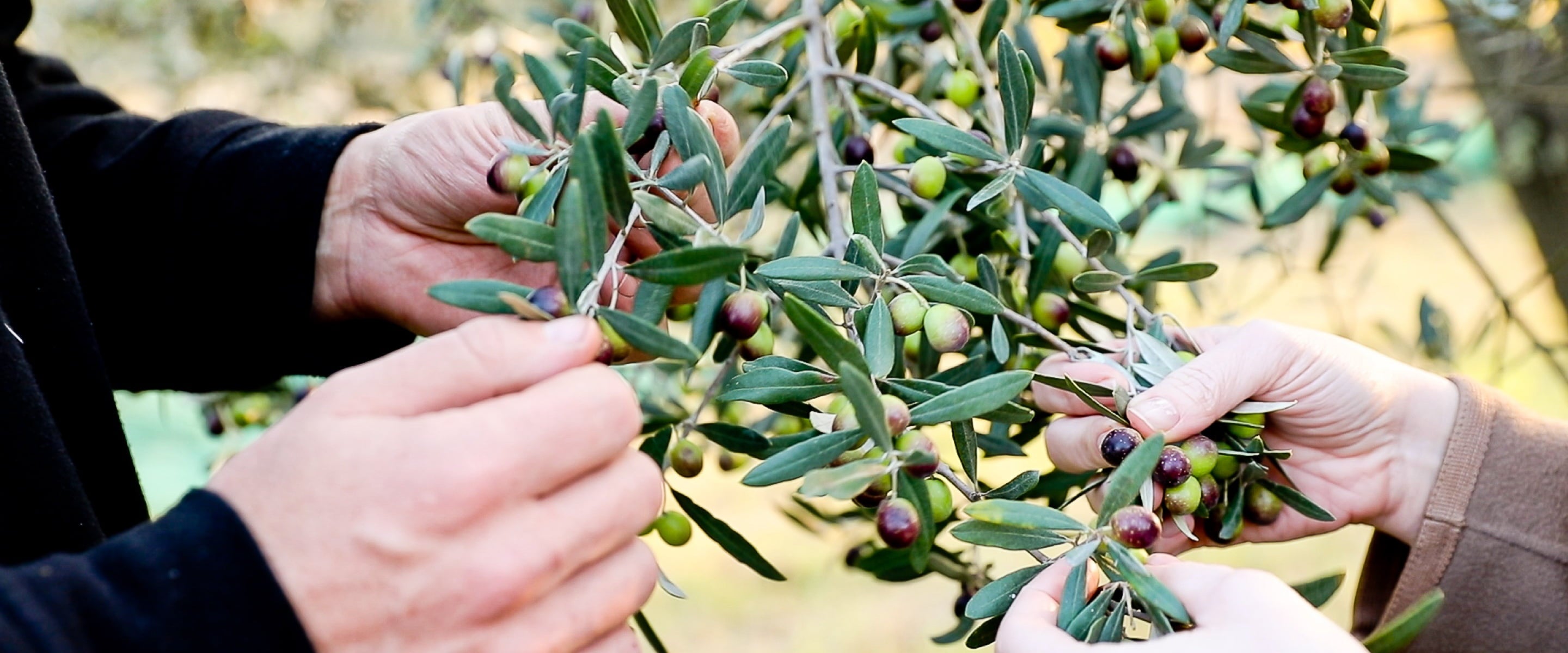 Carefully examining olives during a visit to an estate.