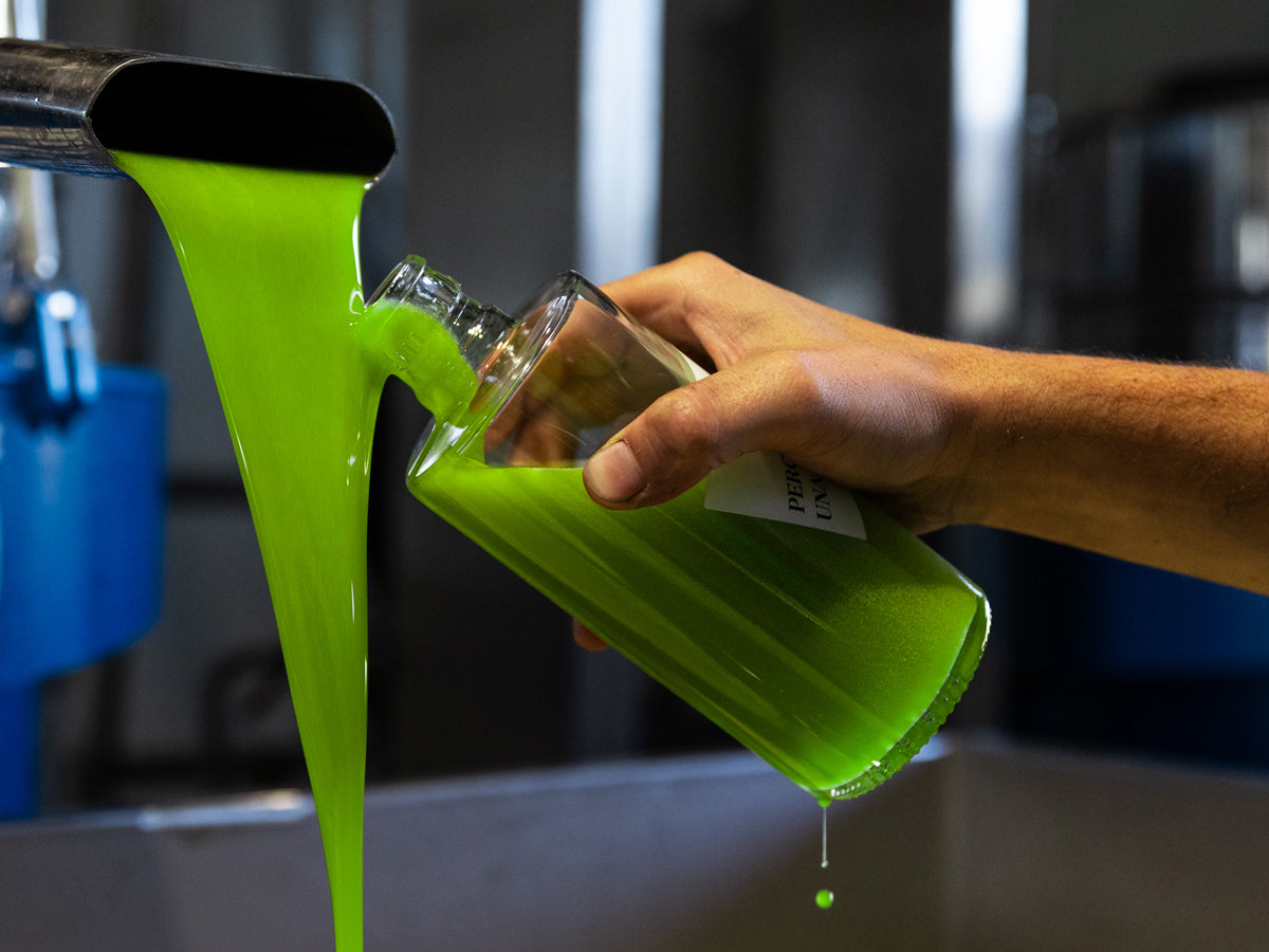 Fresh Novello olive oil, at the mill