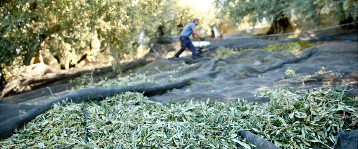 People harvesting olives in an olive grove.