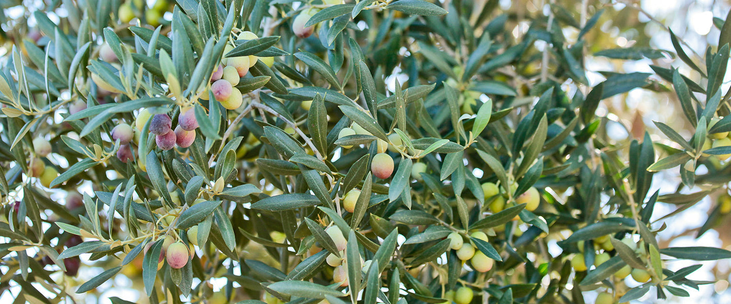 Green and ripening purple olives growing on an olive tree.