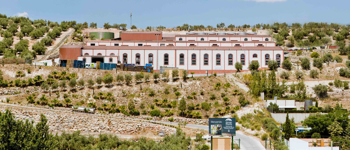 View of Almazara de Muela mill surrounded by hillside olive groves.