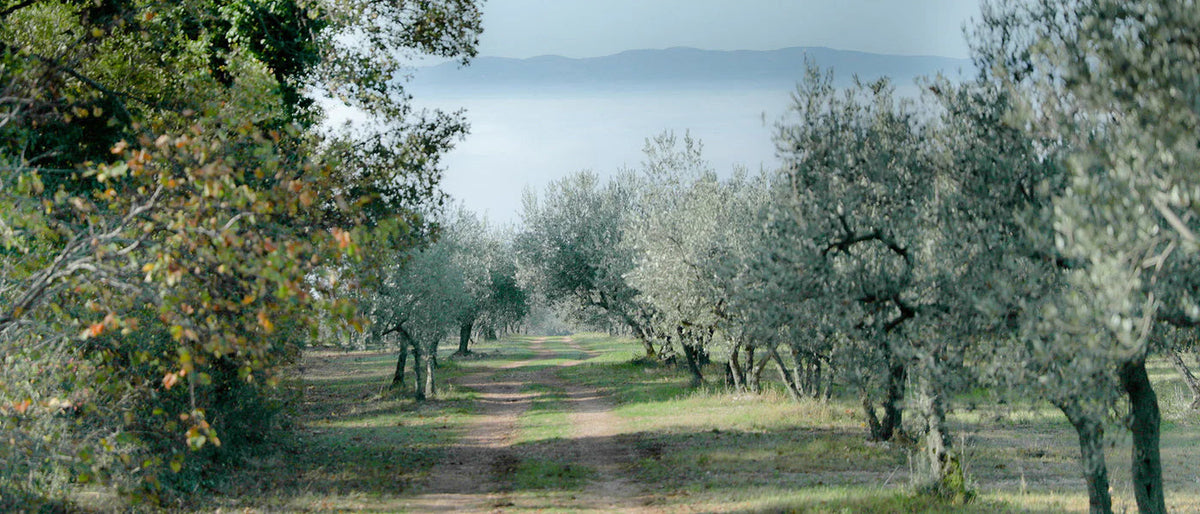 View of Azienda Agricola Viola’s historic hillside olive groves in Umbria, Italy.