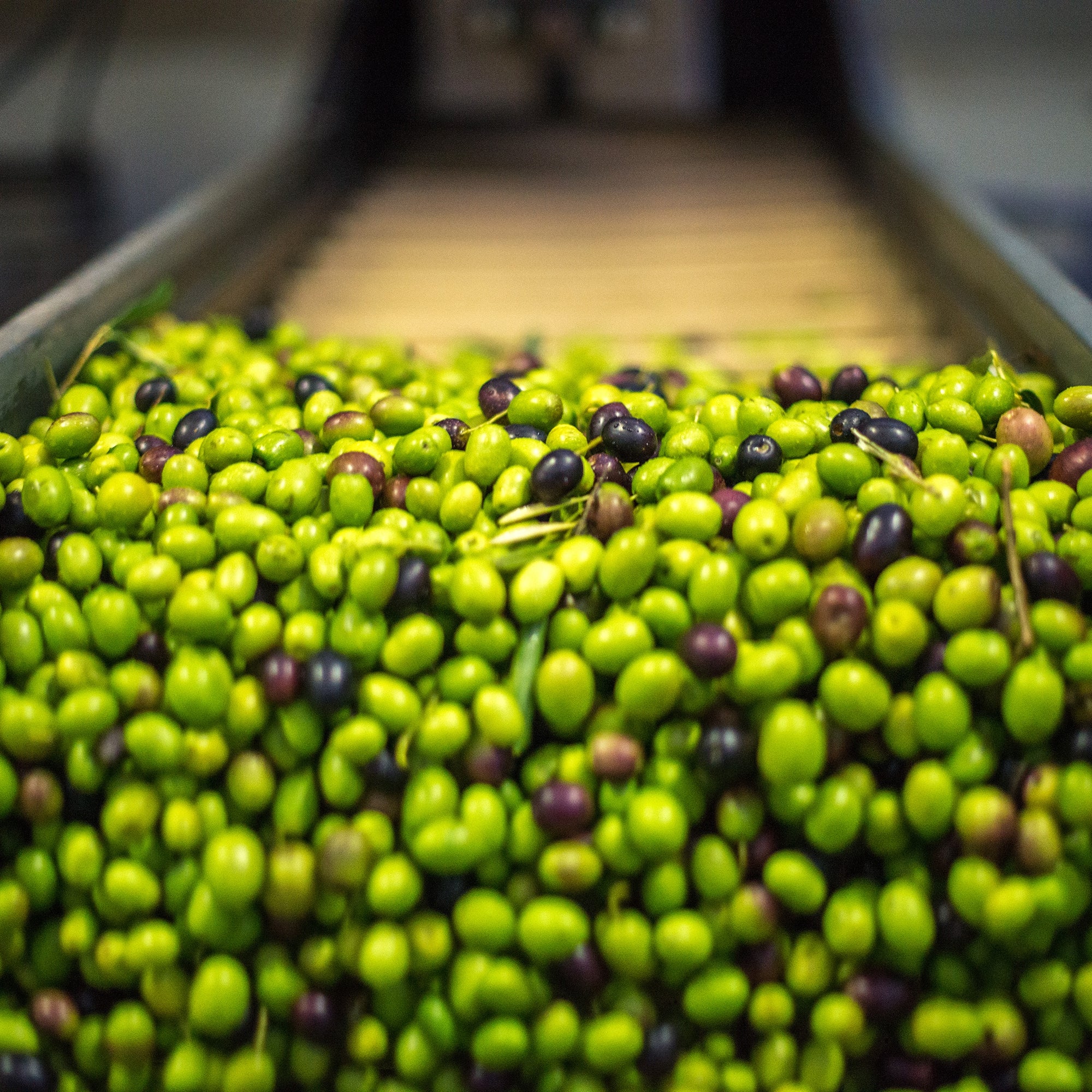 Freshly harvested olives moving along processing equipment at the Acushla facilities.