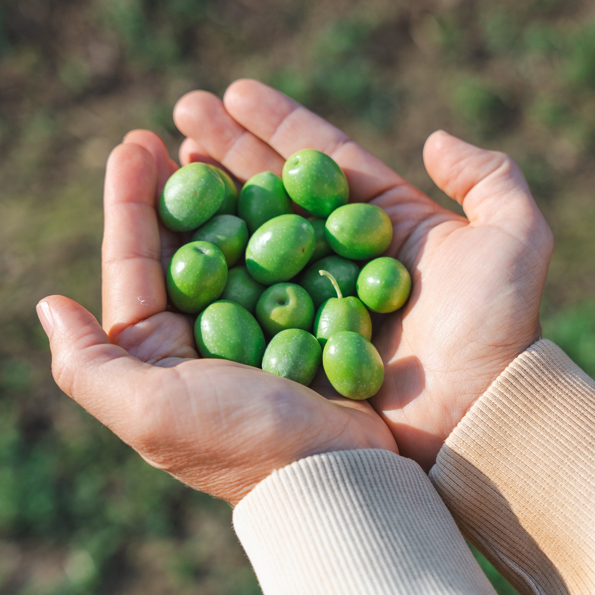 Holding freshly harvested green olives in Acushla's olive groves.