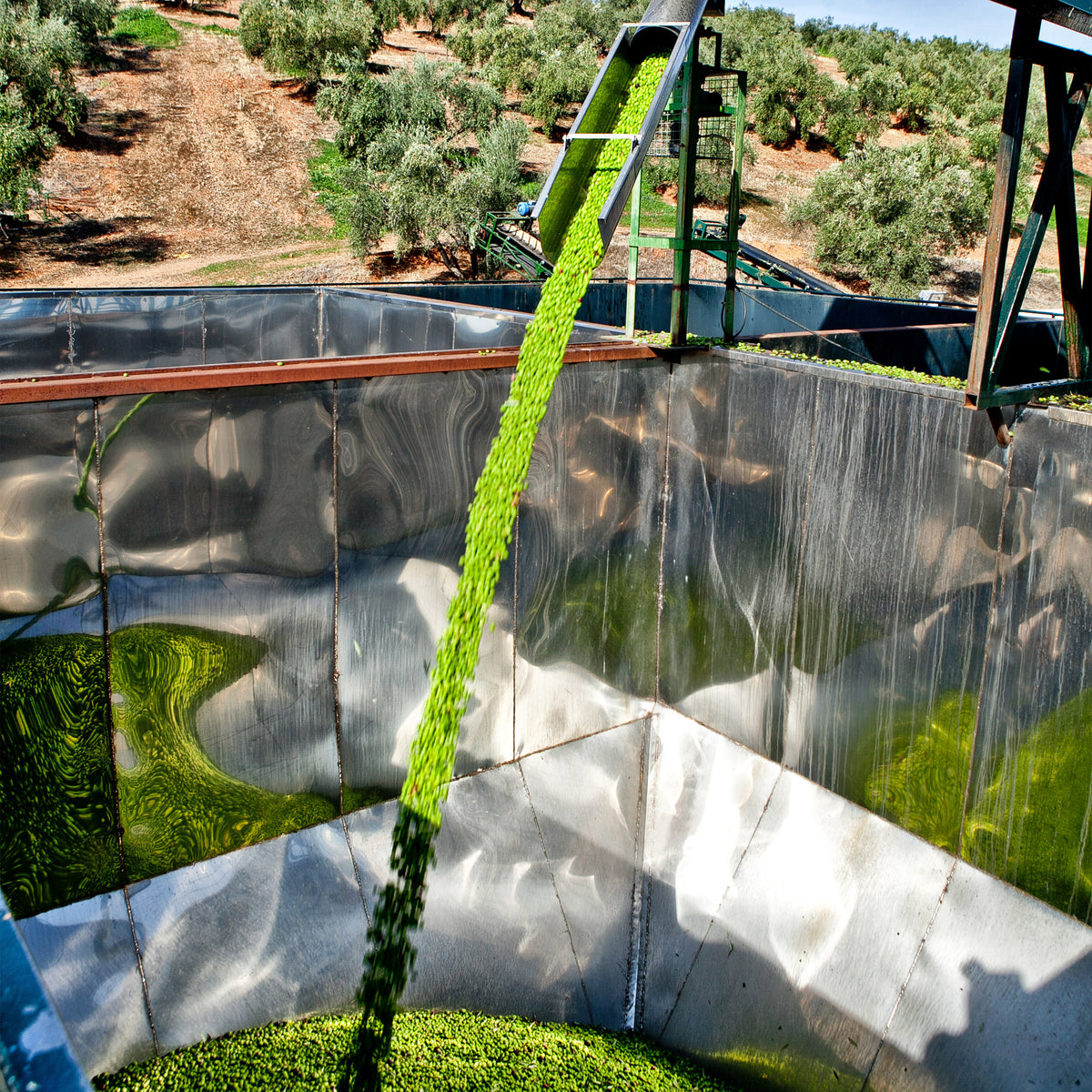 Fresh green olives transported into a processing vat at an olive mill.