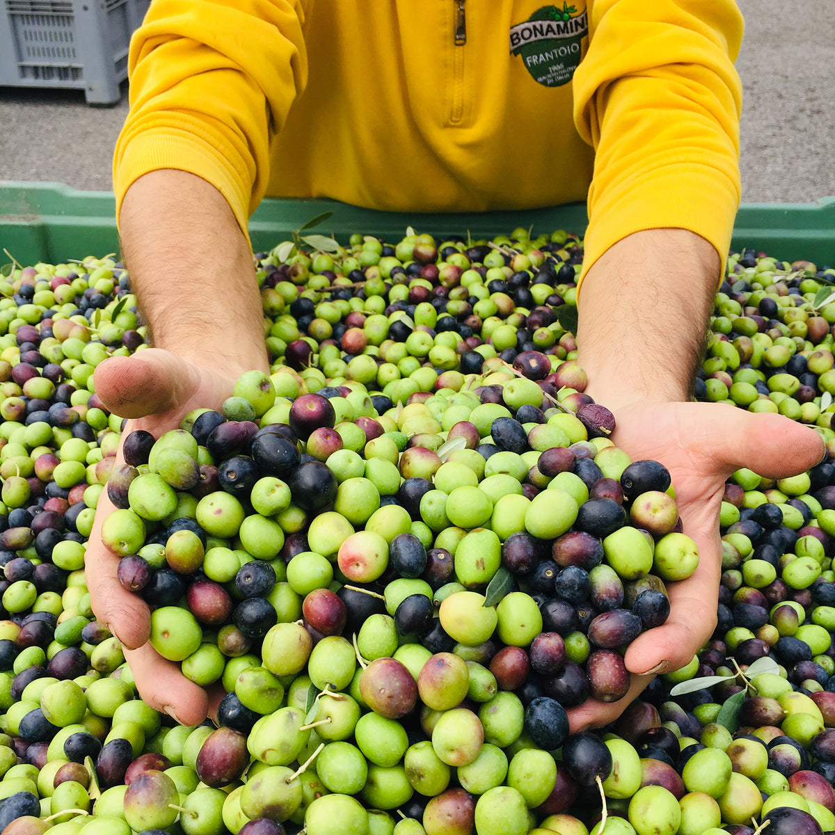 Frantoio Bonamini worker holds freshly harvested olives at Bonamini's mill.
