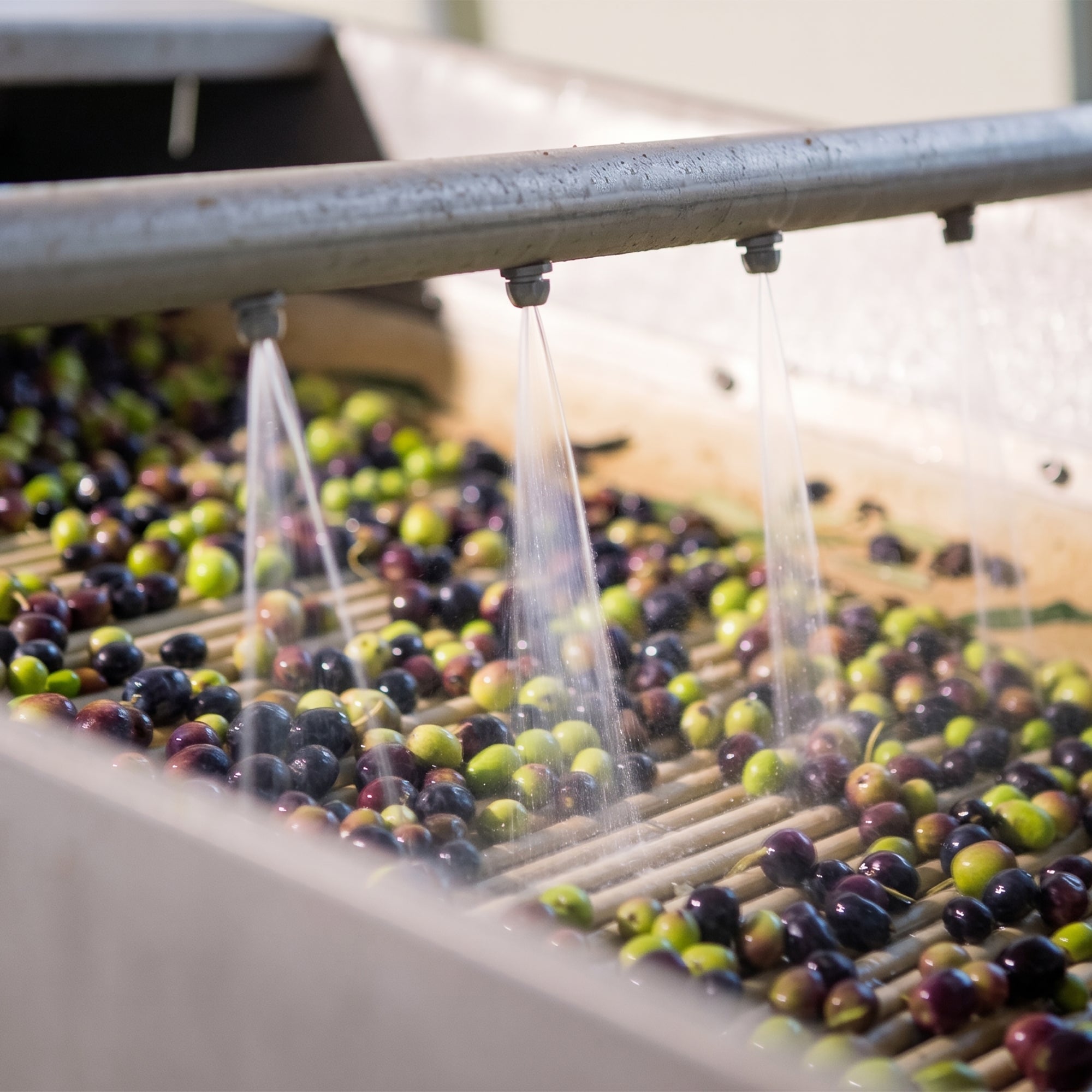Fresh olives move through washing equipment at Frantoio Bonamini's facilities.