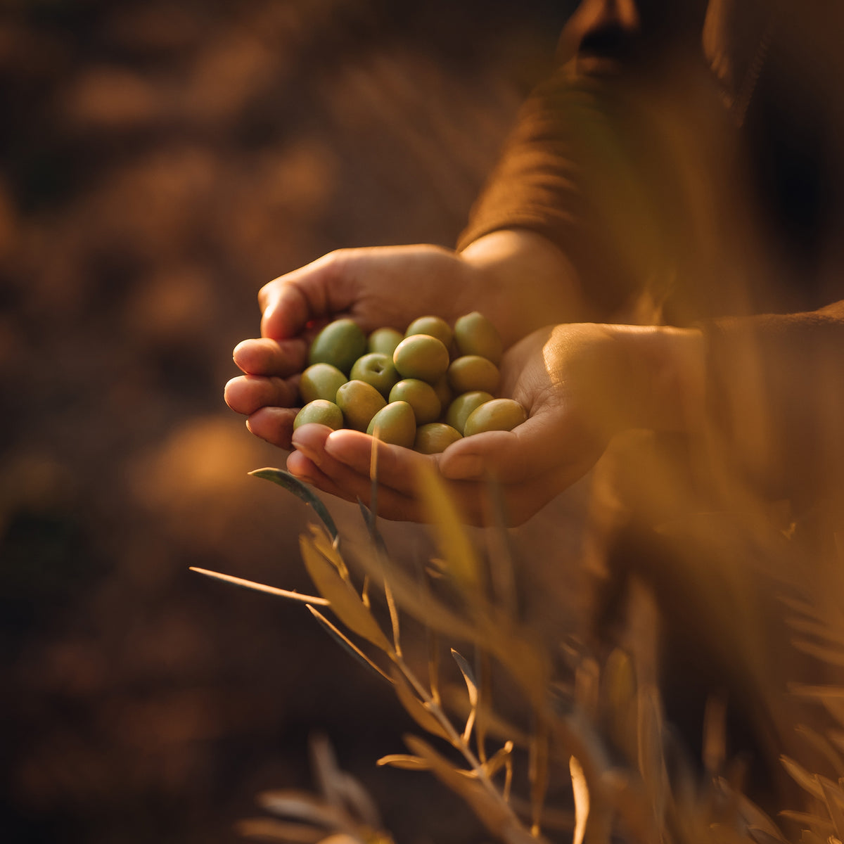 A person holds freshly harvested green olives above olive branches in warm sunlight.
