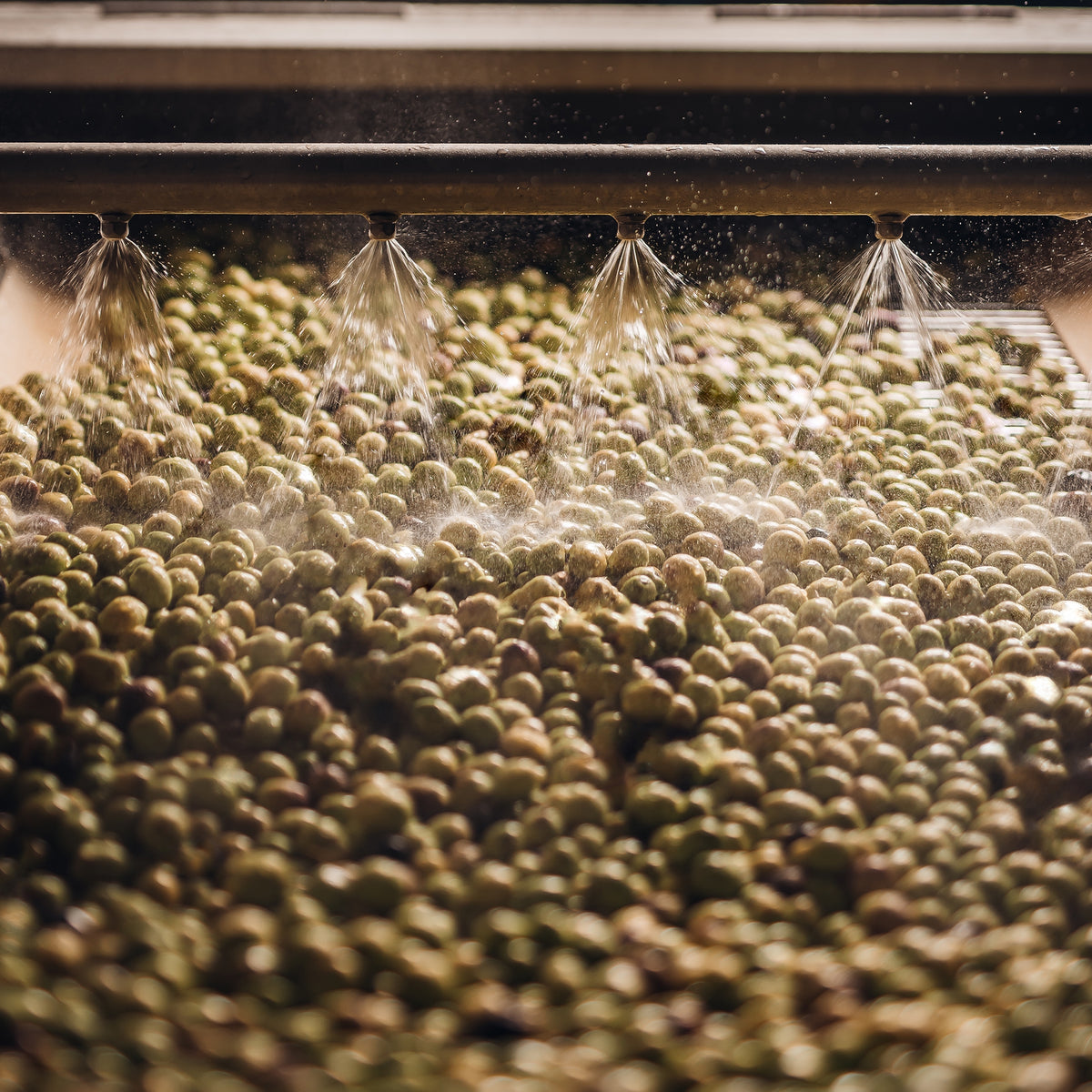 Fresh olives move beneath water sprays during washing at Estoublon's production facilities.