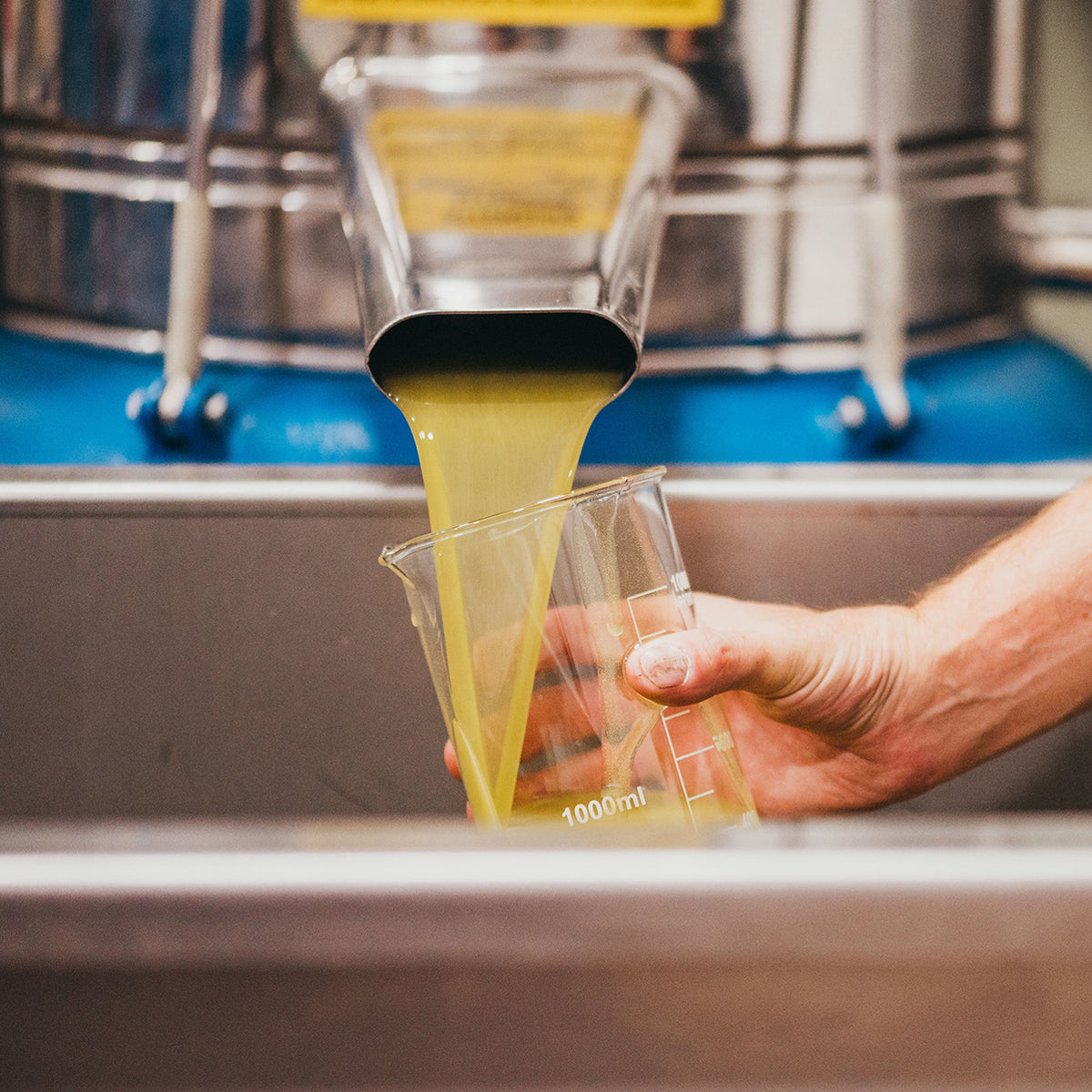 Fresh olive oil flows from processing equipment into a measuring beaker.