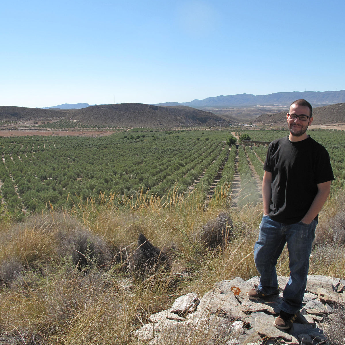 Organic olive groves in Almería, Andalusia, Spain, where Oro del Desierto olives are grown.