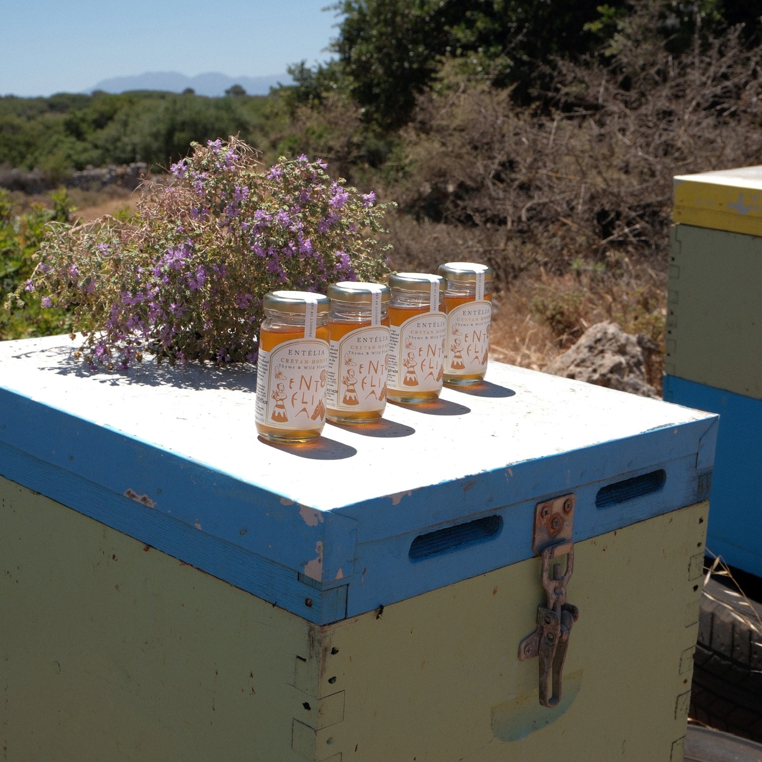 Four 450g jars of Entelia Thyme & Wild Flowers Cretan Honey on a beehive beside flowering thyme.