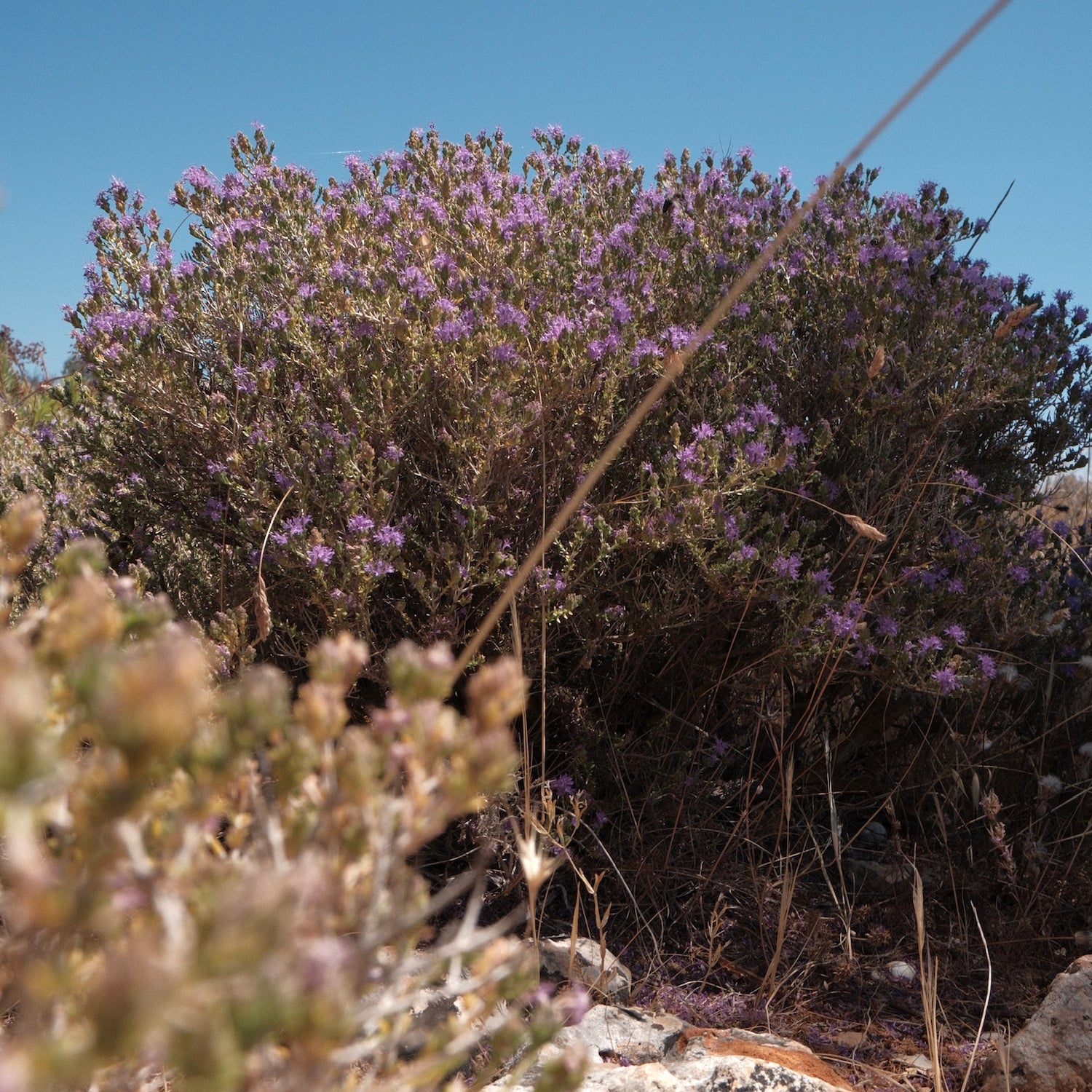 Purple thyme flowers growing among dry grass and rocks.