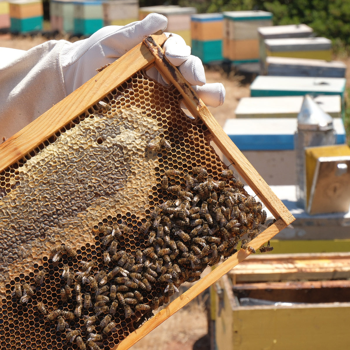 Beekeeper holding a honeycomb frame covered with bees.