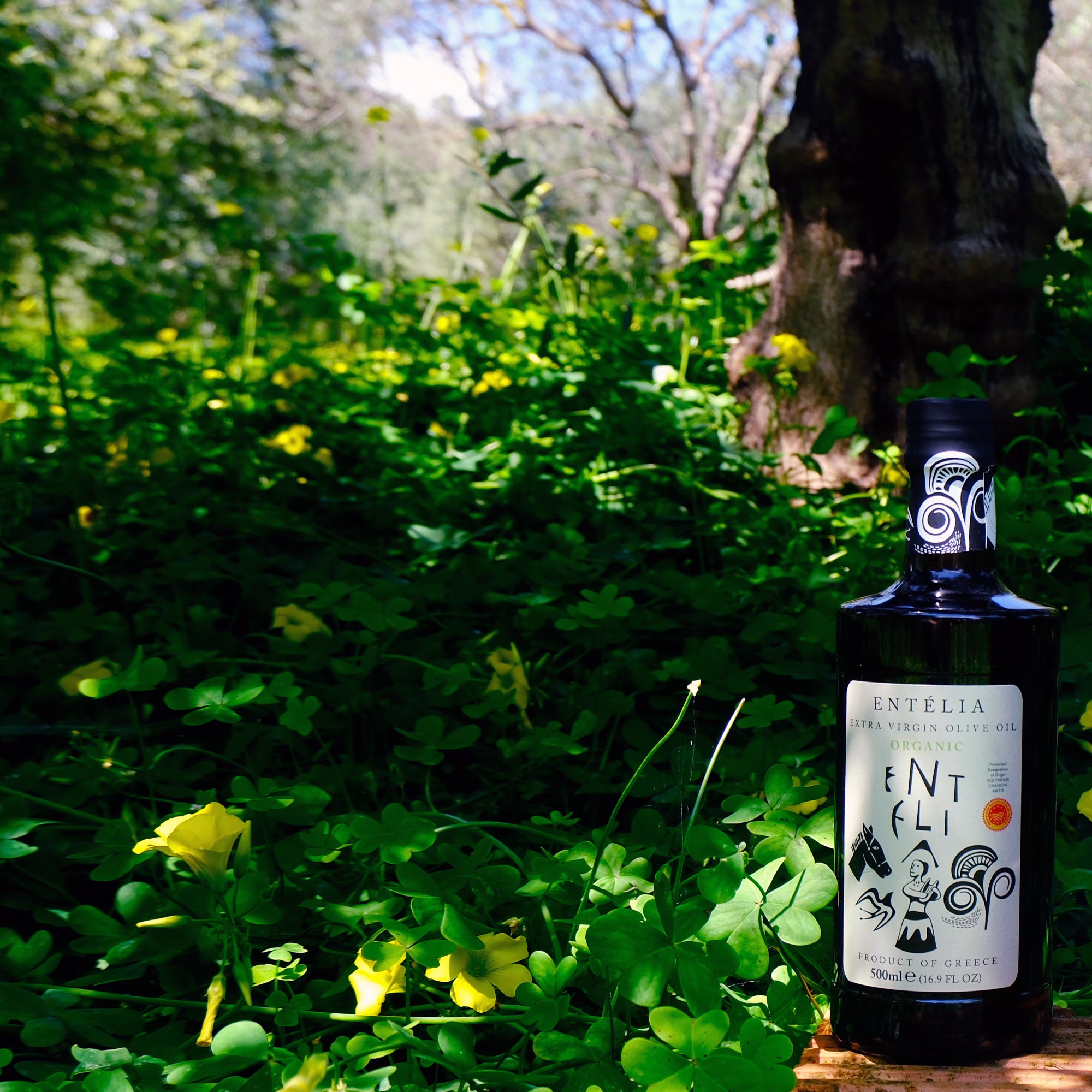 Entelia Organic 500 ml extra virgin olive oil bottle among green foliage and yellow flowers.