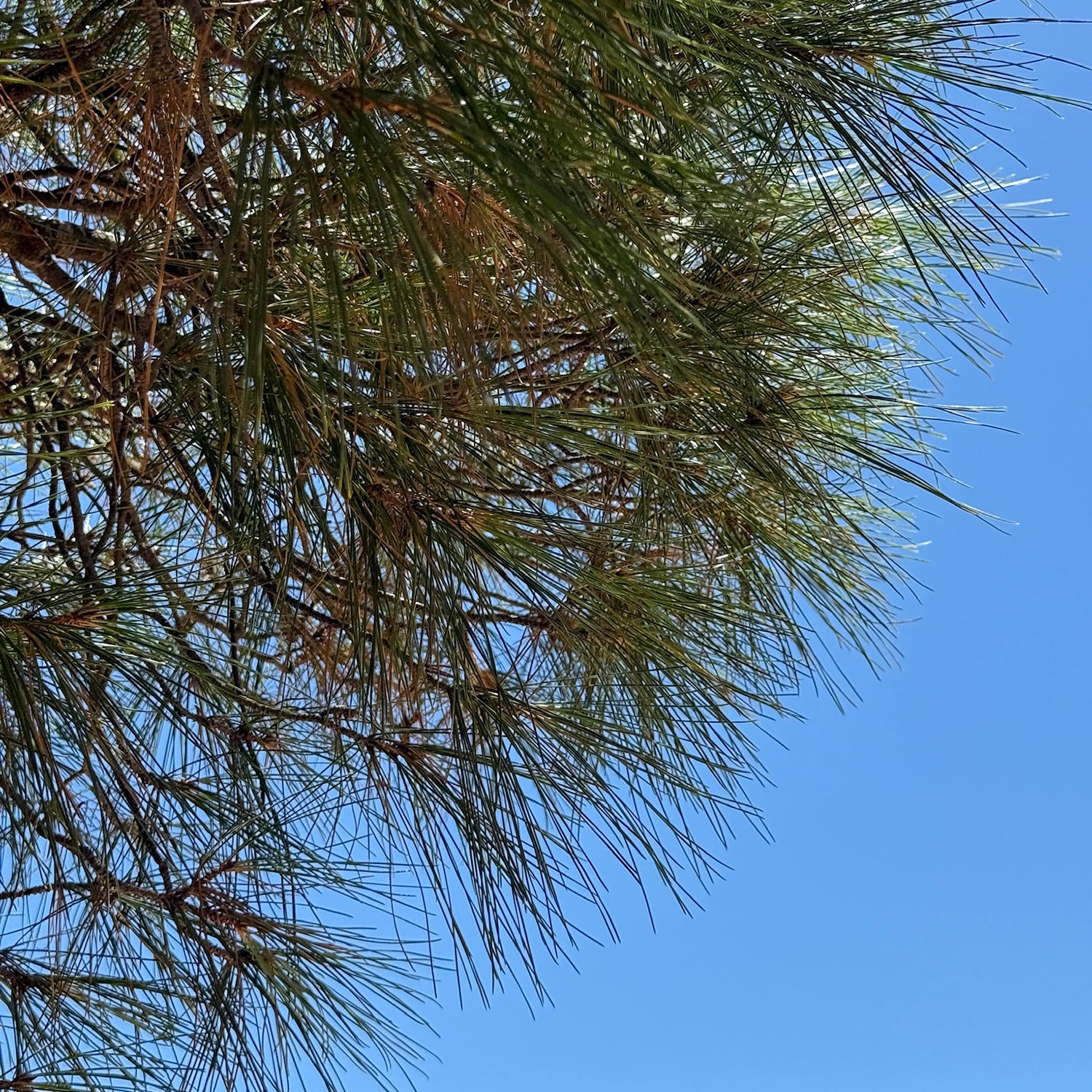 Close-up of green pine branches and needles.