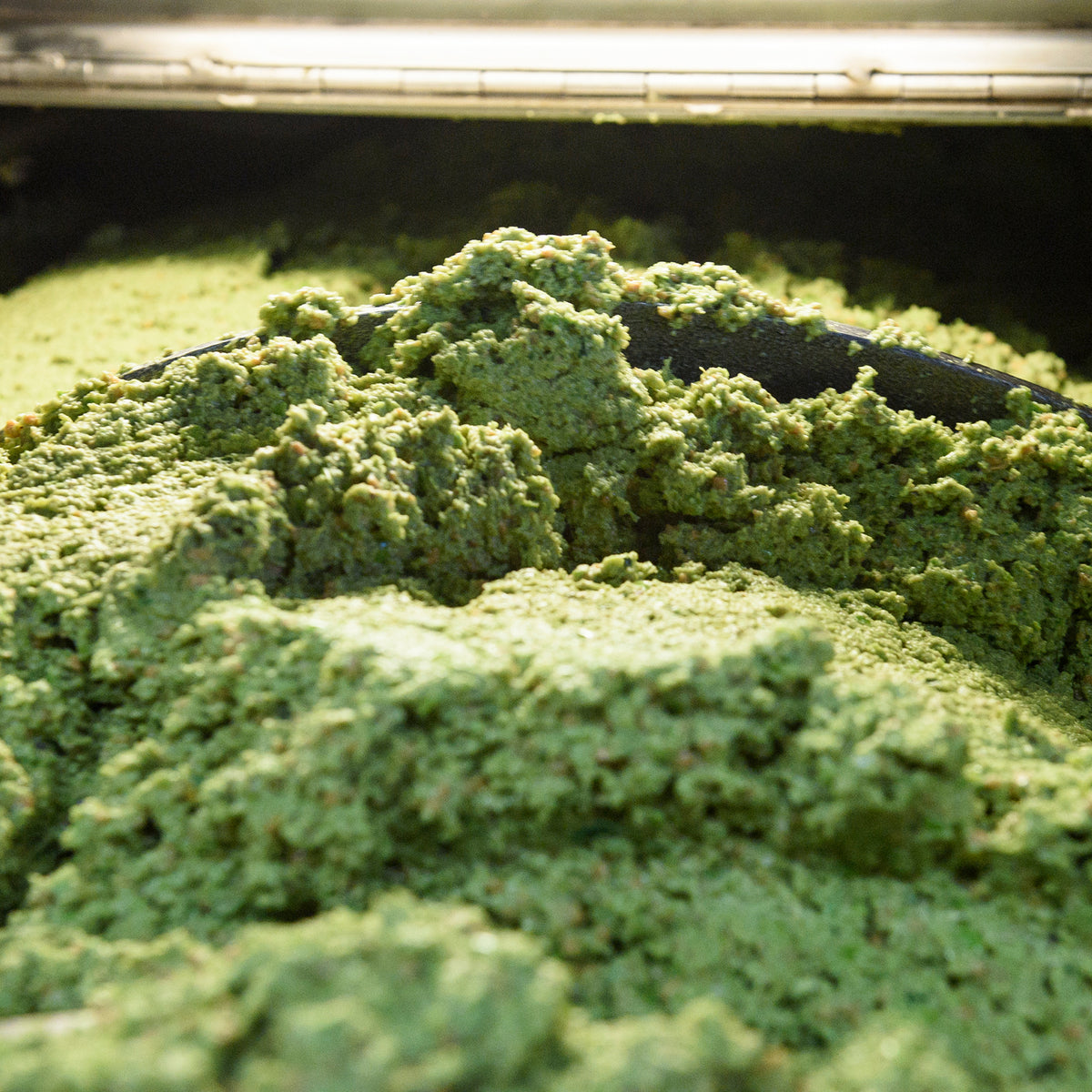 Fresh green olive paste being mixed during olive oil production at Frantoi Cutrera in Sicily.