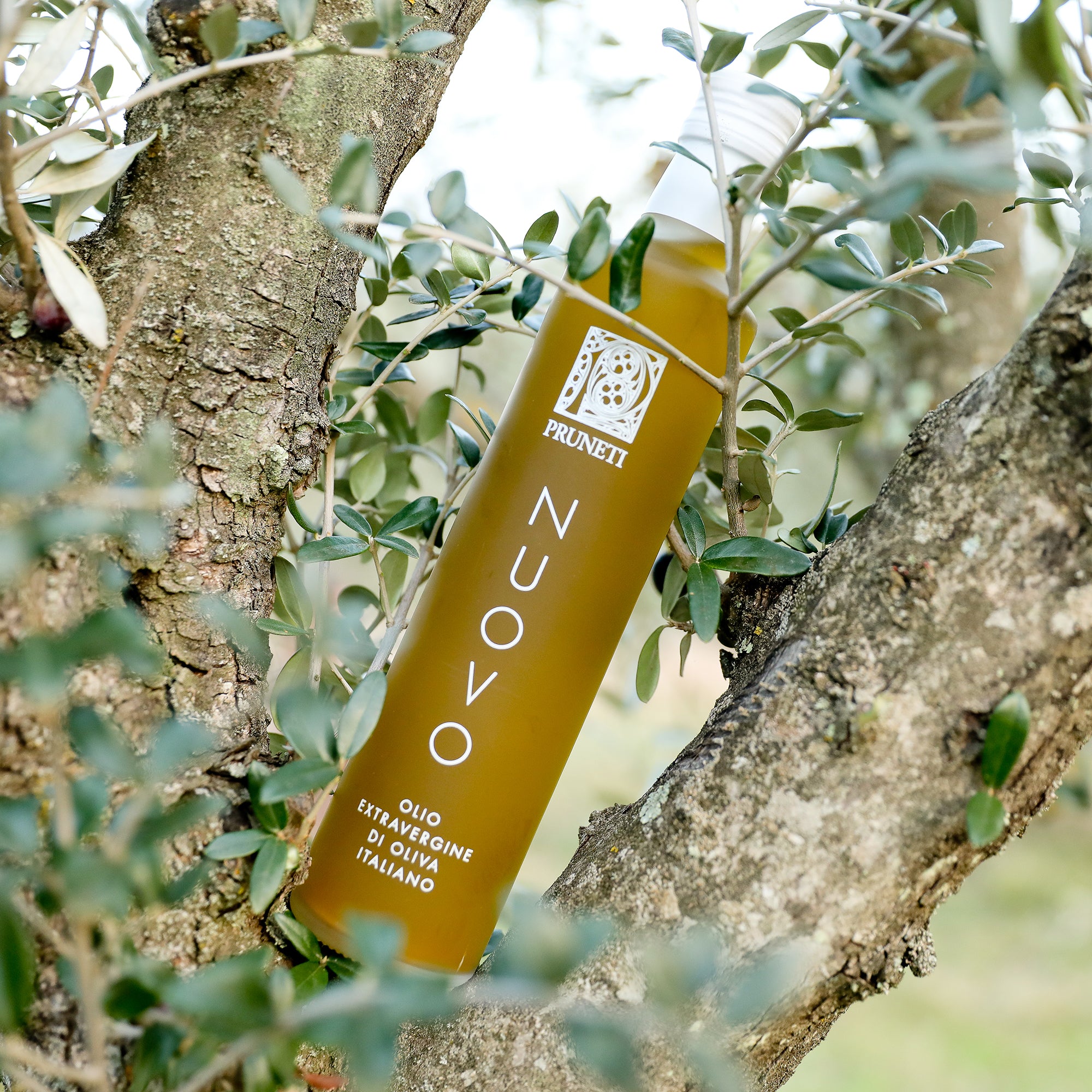 Frantoio Pruneti Olio Nuovo bottle nestled among olive tree branches.