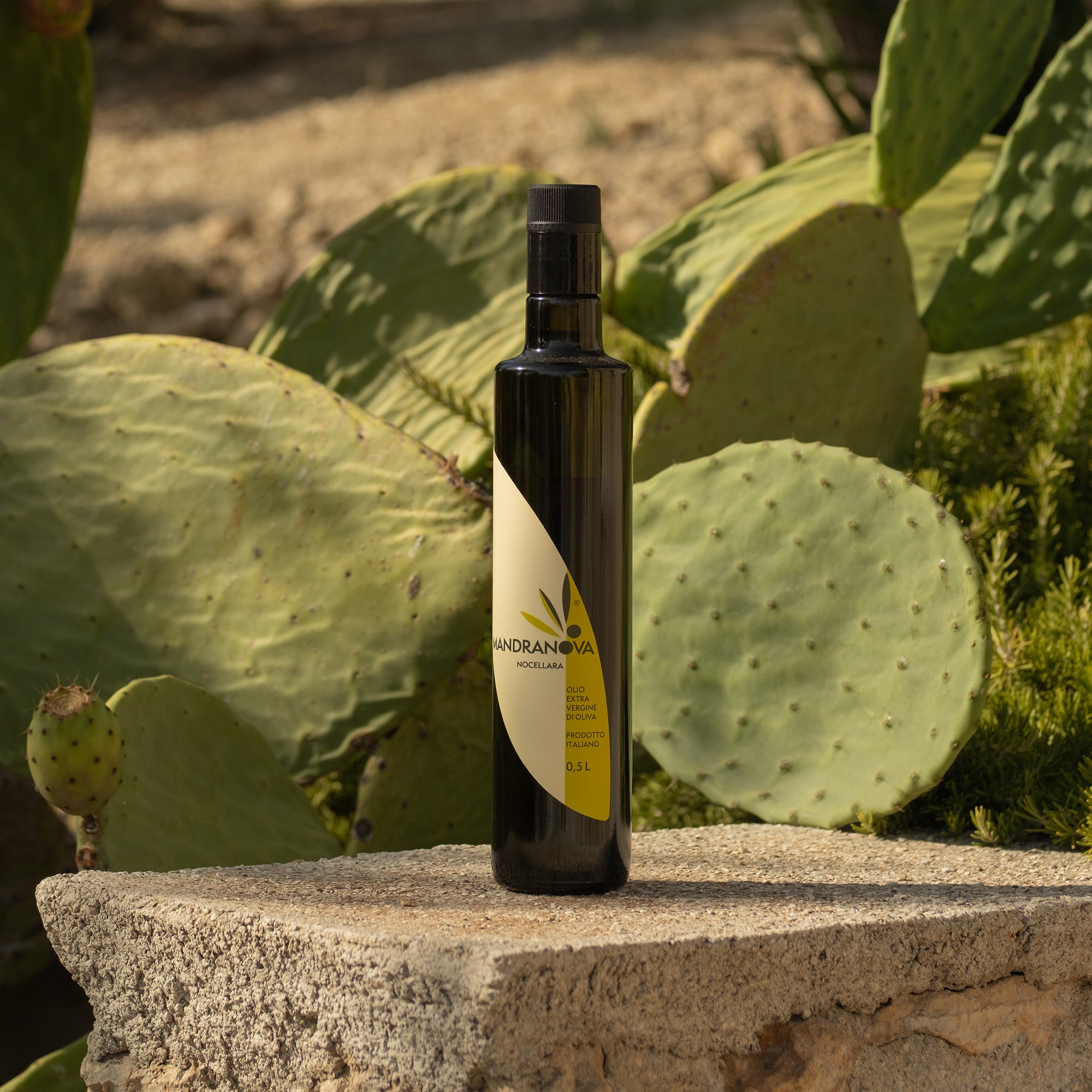 Mandranova Nocellara bottle among prickly pear cactus pads.