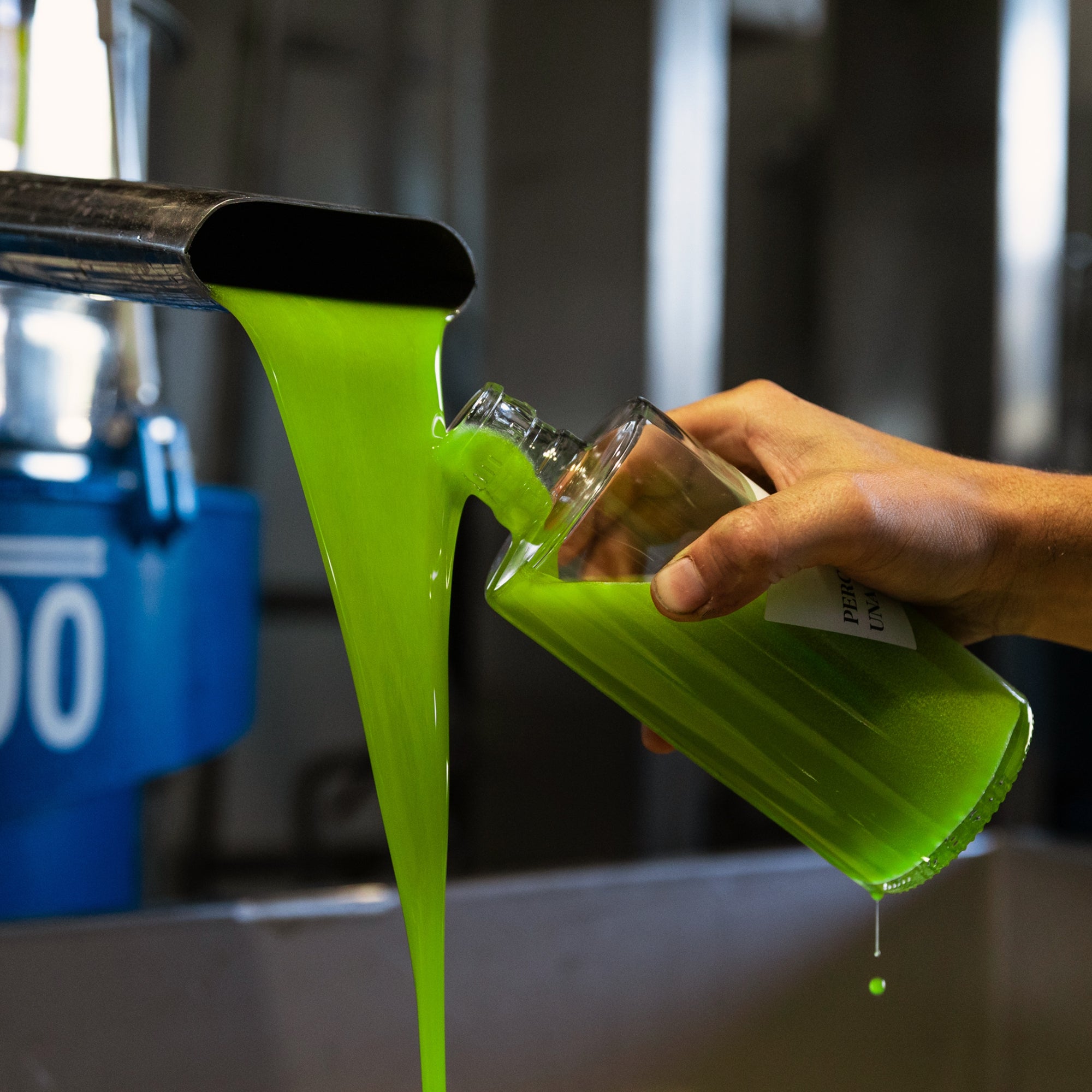Fresh green olive oil flows into a Marina Palusci bottle during production.