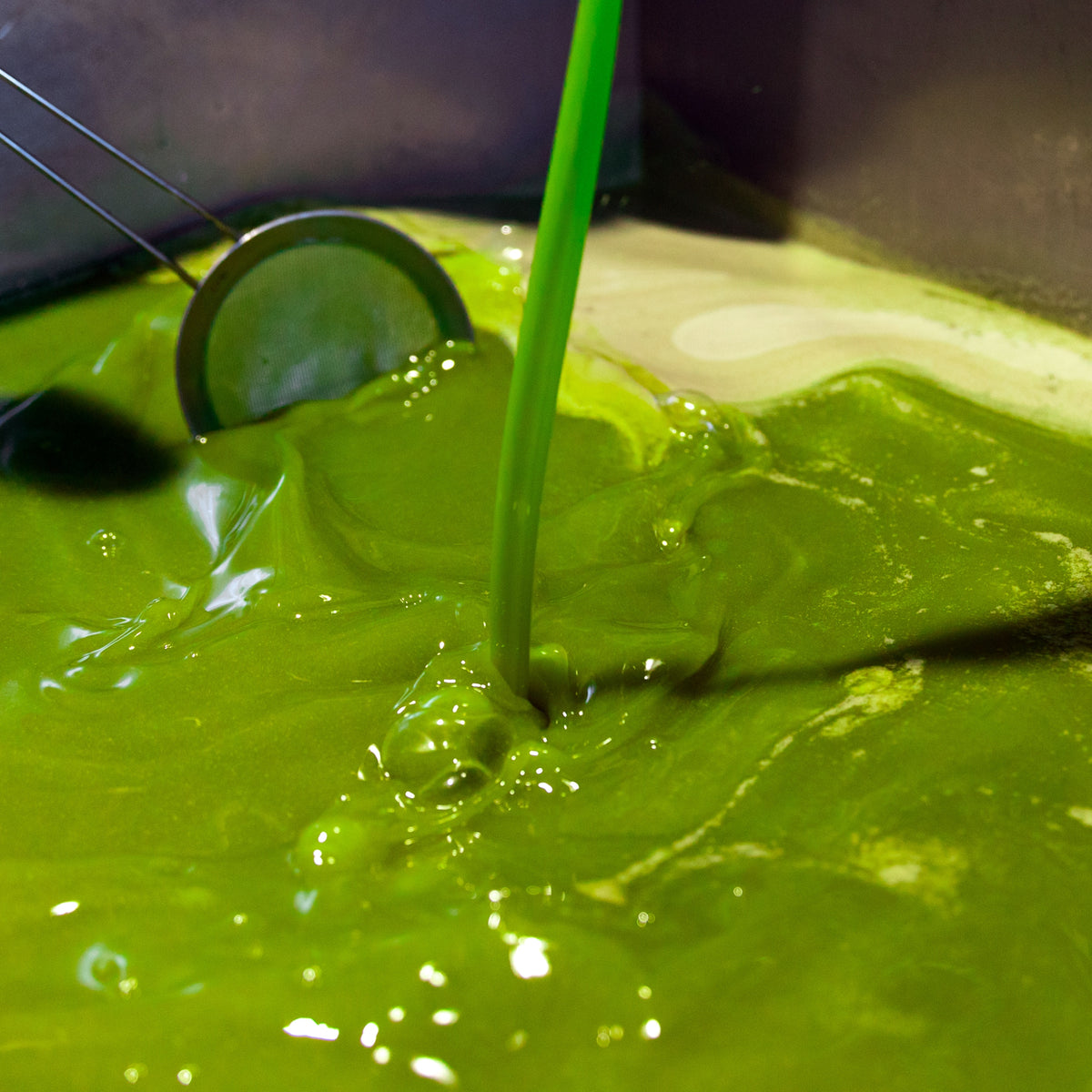 Vivid green olive oil pours into a processing tank at the mill.