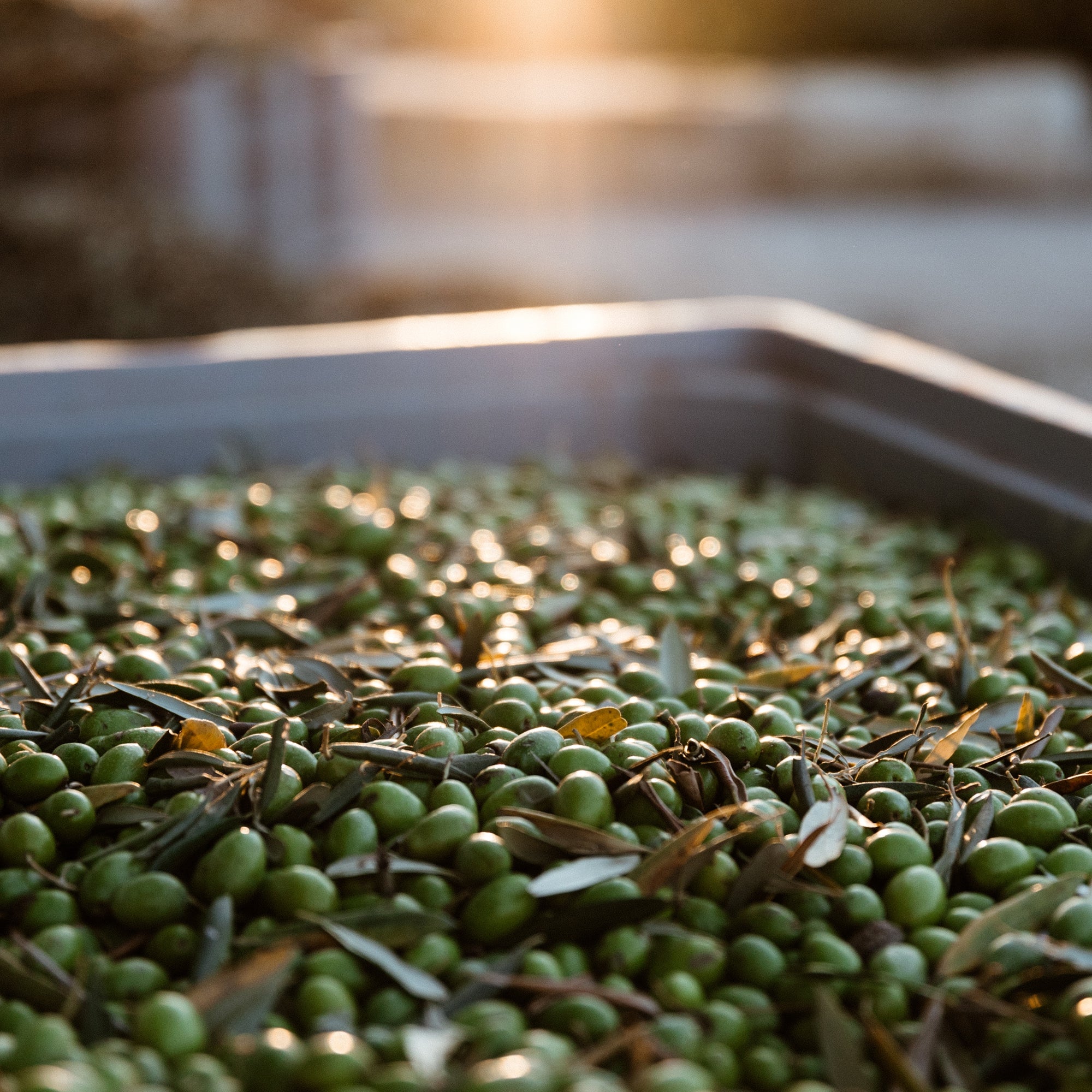 Freshly harvested green olives and olive leaves at the mill.