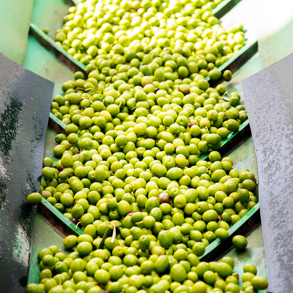 Fresh green olives moving along processing equipment at Oleoestepa's mill.