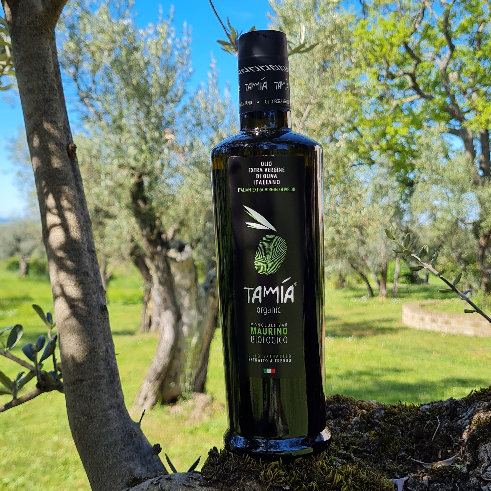 Tamia Maurino Organic 500 ml extra virgin olive oil bottle among olive trees in Lazio, Italy.