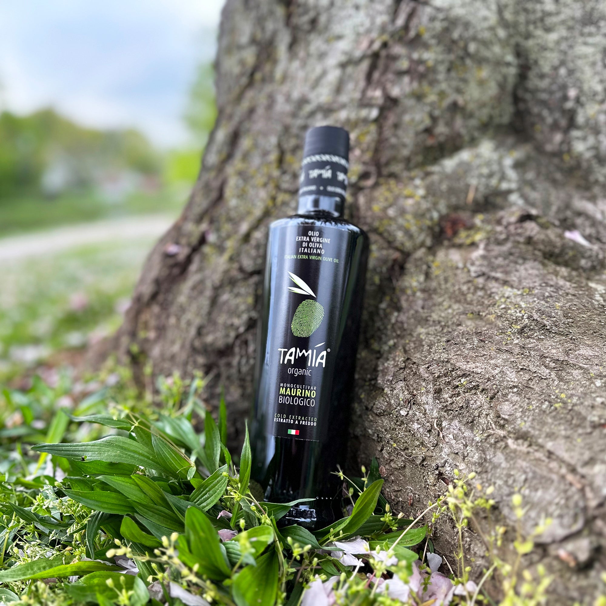 500 ml Tamia Maurino Organic extra virgin olive oil bottle at an olive tree trunk.