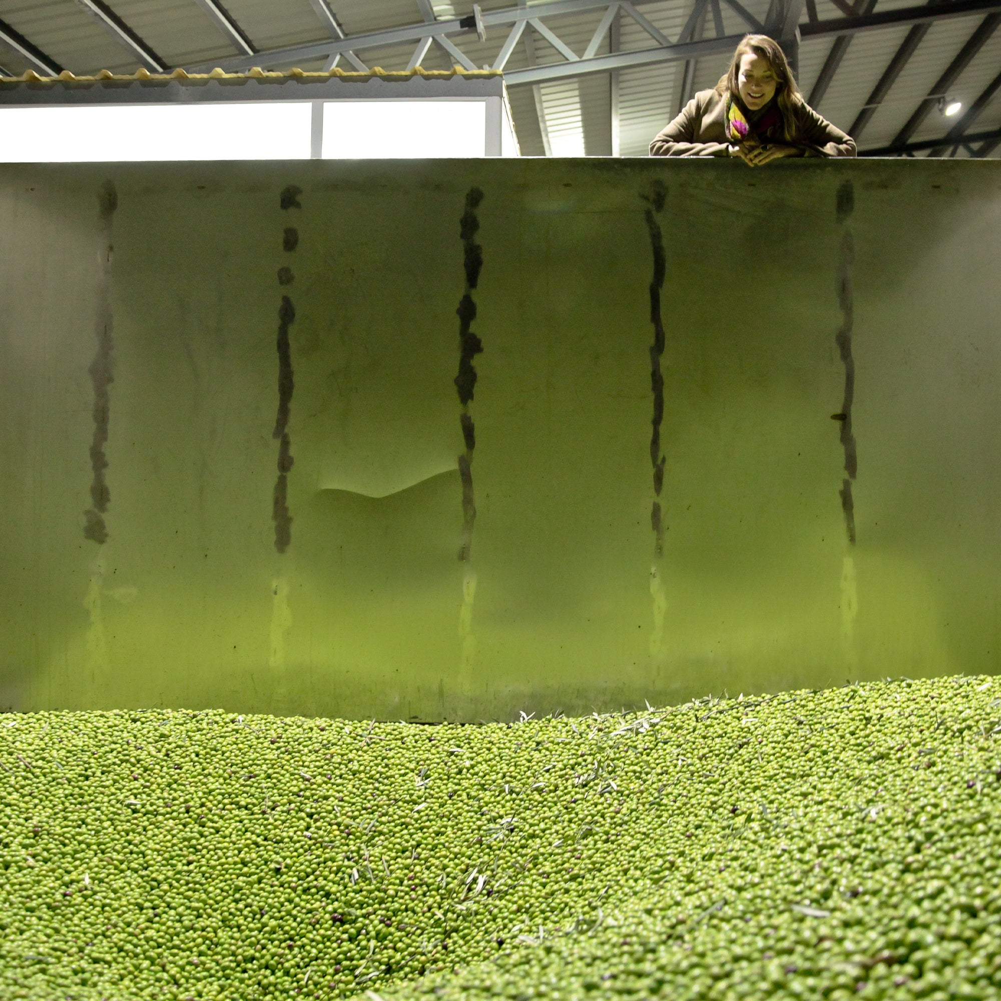 Joanne Lacina observes freshly harvested green olives inside a large processing container.
