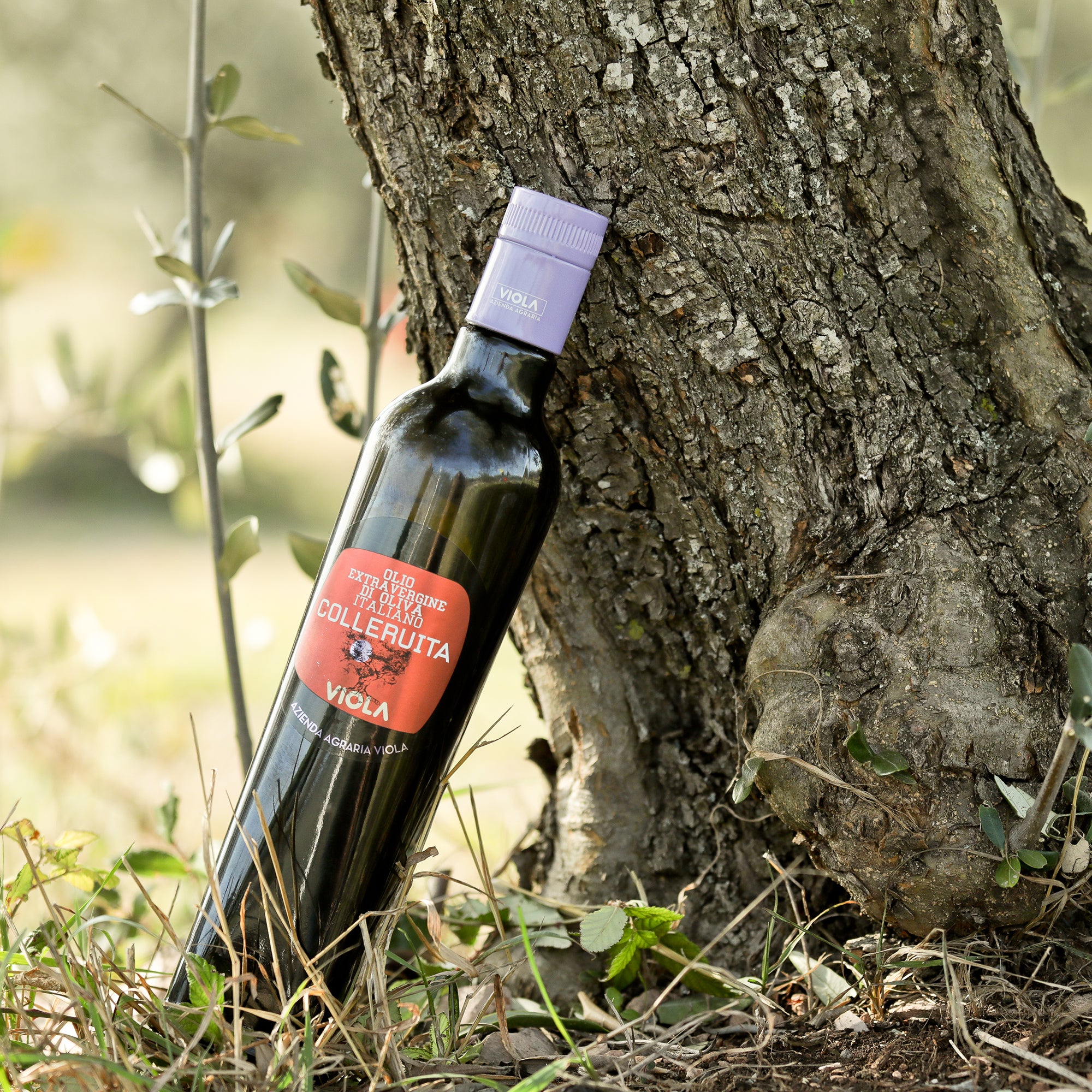 Viola Colleruita DOP Umbria Colli Assisi-Spoleto bottle leaning against an olive tree.