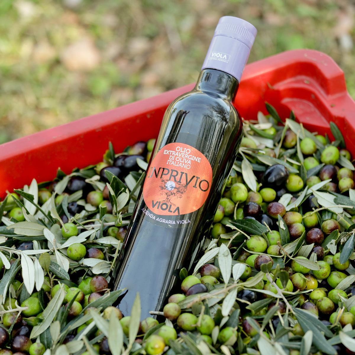 Viola Inprivio 500 ml bottle among freshly harvested olives, and olive branches.
