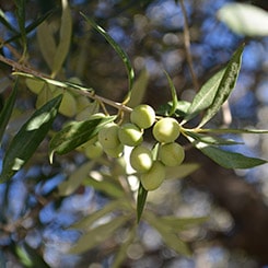 Cretan Taste profile photo with an olive branch.