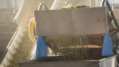 Olives at the mill