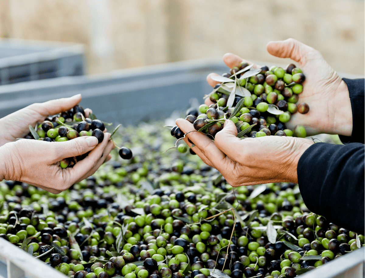 Two people holding freshly harvested olives.